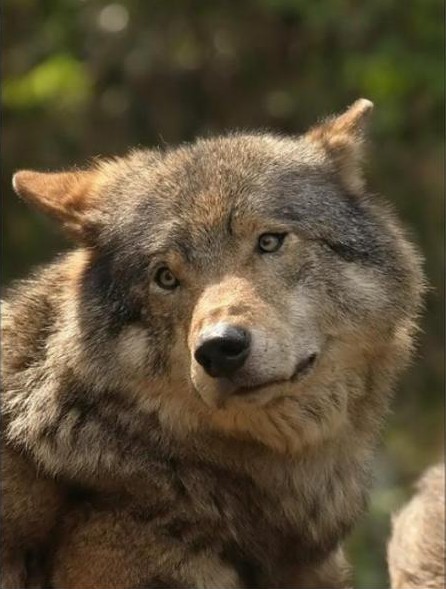 Les loups en Alaska sont en danger