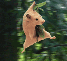 Le tarzan des champs !