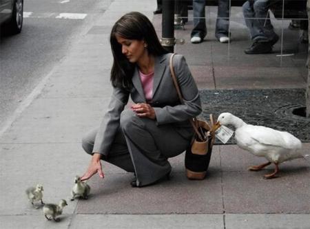 Comment détourner l'attention !