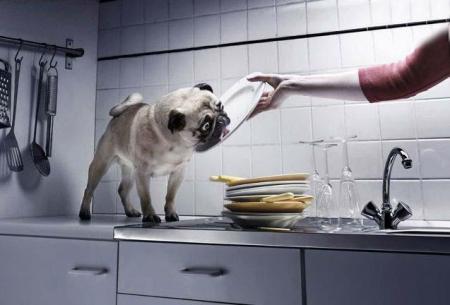 Votre lave-vaisselle est en panne, le dépannage canin est là!