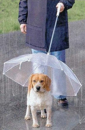 Fini le chien tout mouillé !
