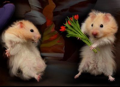 Pour toi mon amour !