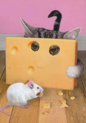 Mange petite souris, mange !