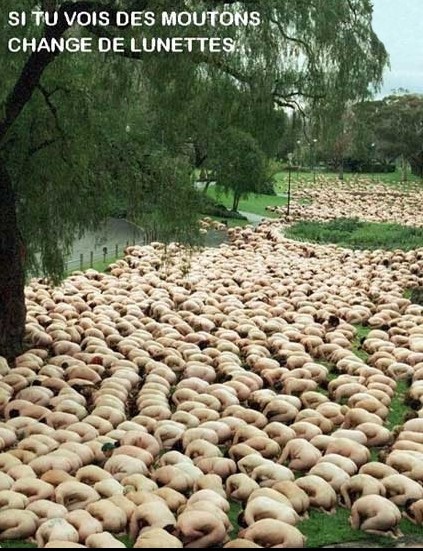 Non ! Non ! Ce ne sont pas des moutons !
