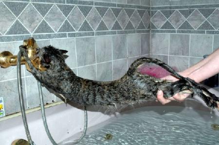 Non !  pas de bain, c'est or de question !