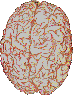 Cerveau pendant l'amour !