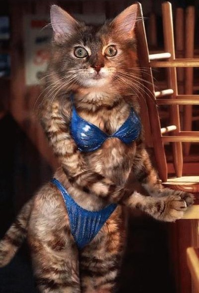 Cat woman !