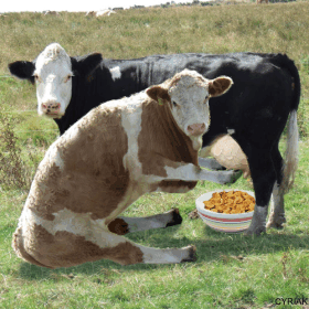 Rien ne vaut un bon petit déjeûner au lait frais !