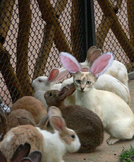 Bizzare ce lapin !