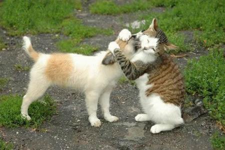 Allez ! On fait la paix !