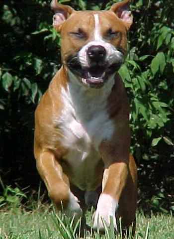 36 pitbulls rien que ça !