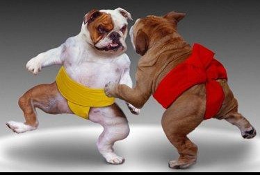 Sumo version canine !