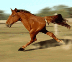 Cheval mutant