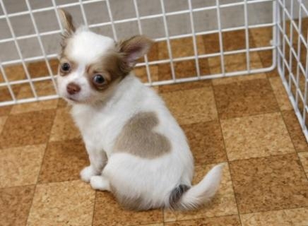 Un amour de chiot
