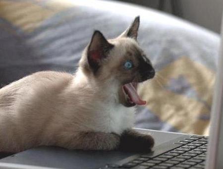 Miaou ! trop super ce site y a que des chattes !