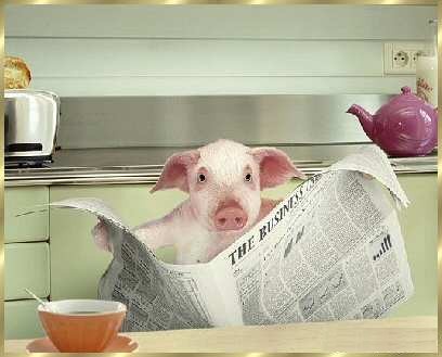 Quelle horreur, la viande de porc vient encore d'augmenter