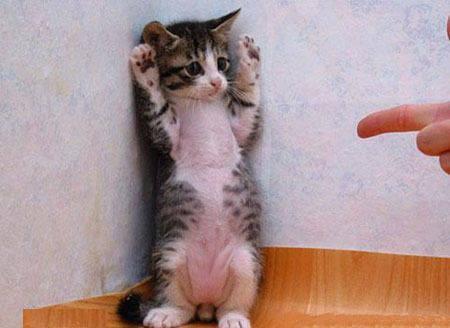 Je te dis que c'est pas moi !