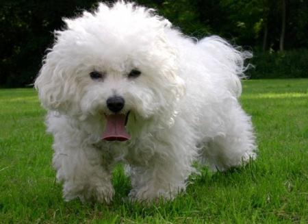 Prière du chien