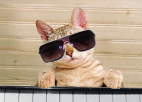 Jazz Cats ! 