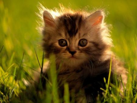 Les effets hallucinogènes de l'herbe aux chats !