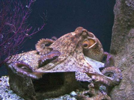 Pieuvre contre requin : qui gagne à votre avis ?