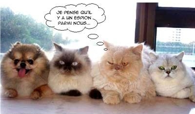 Que l'intrus se dénonce !