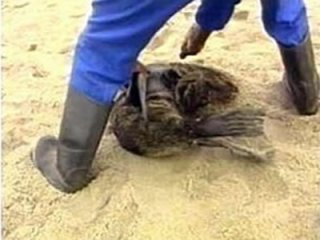 Namibie : stop aux massacres d'otaries