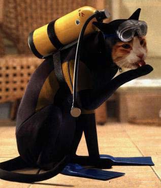 Chat-plongeur cherche poisson-chat !