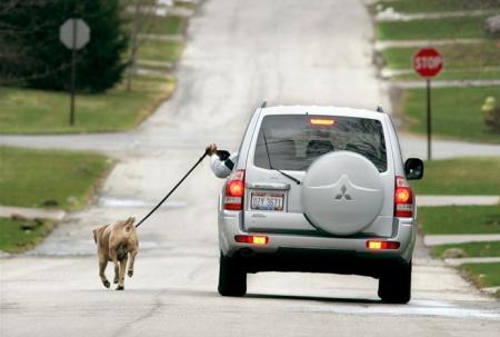 Trop fainéant pour promener son chien !