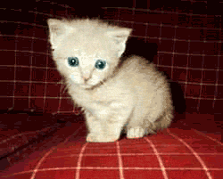 Tout mimi le petit chaton !