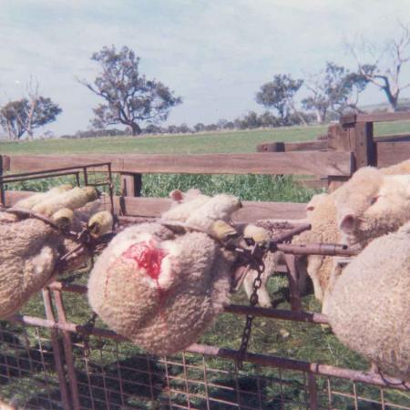 Stop aux mutilations des moutons