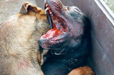Stop aux combats de chiens