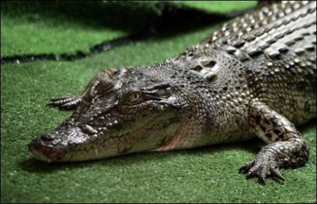 Un crocodile tombe du 12 ème étage