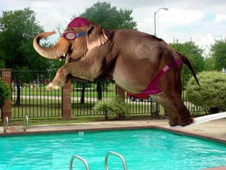 Vive la piscine !