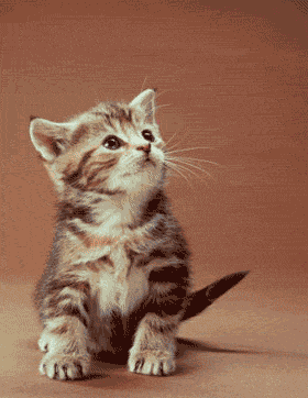 Attention chaton en colère !