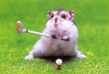 Concentration extrême pour ce golfeur renommé