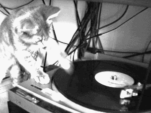 Cat's Dj