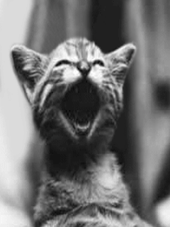 Arrêtes ! Arrêtes ! Tu me fais trop rire !