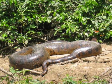 Un serpent régurgite un hippopotame !