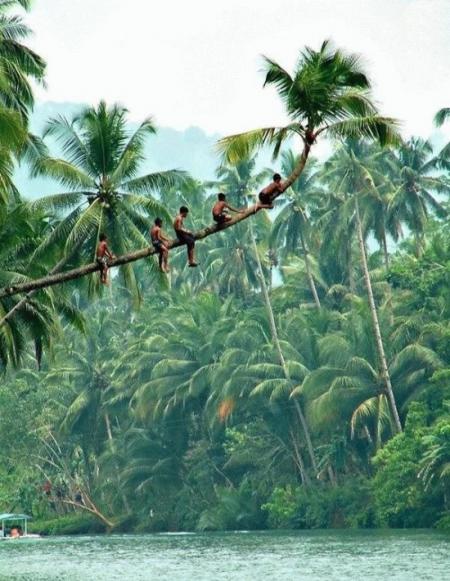 Tout ces efforts pour une noix de coco !