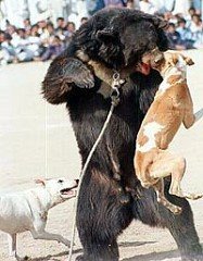 Stop aux combats cruels ours - chiens
