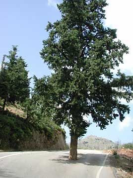 Il faut toujours se méfier des arbres qui traversent la route !