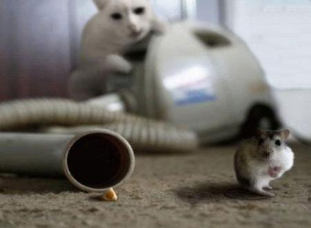 Va manger petite souris !