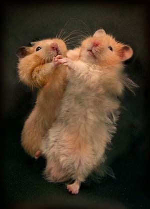 Rien ne vaut un tango en amoureux !