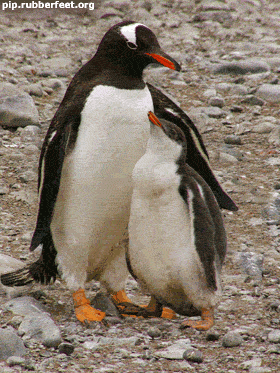 Petit câlin de maman !