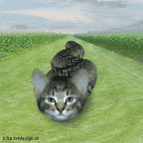 Un peu d'imaginaire avec le serpent-chat !