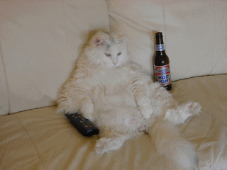 Ca c'est la vrai vie de chat !