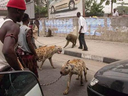 Une hyène comme animal de compagnie ça vous tente ?