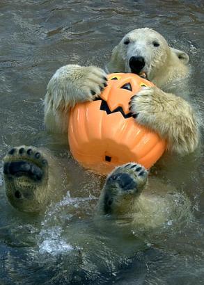 Moi aussi je veux faire Halloween !