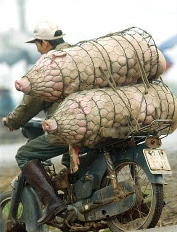 Pauvres bêtes,  transportées ainsi jusqu'à l'abattoir !